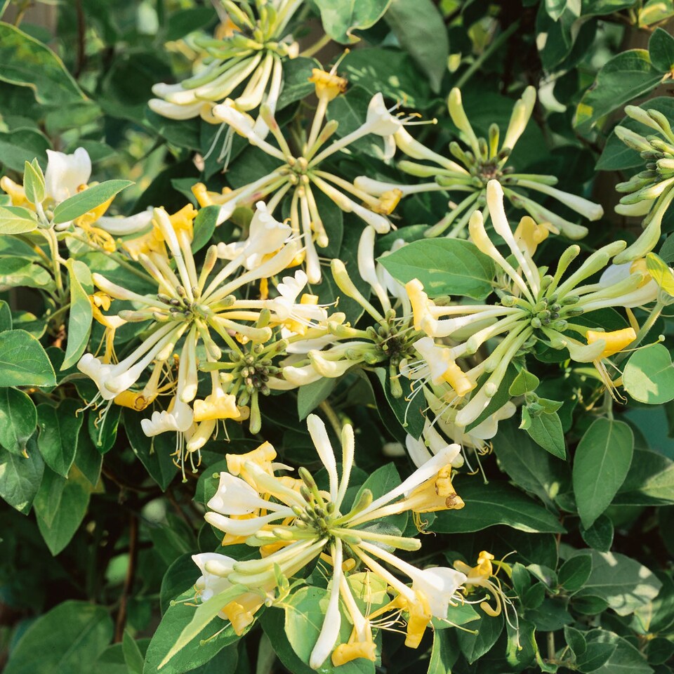 image 1 of Honeysuckle 'Graham Thomas'