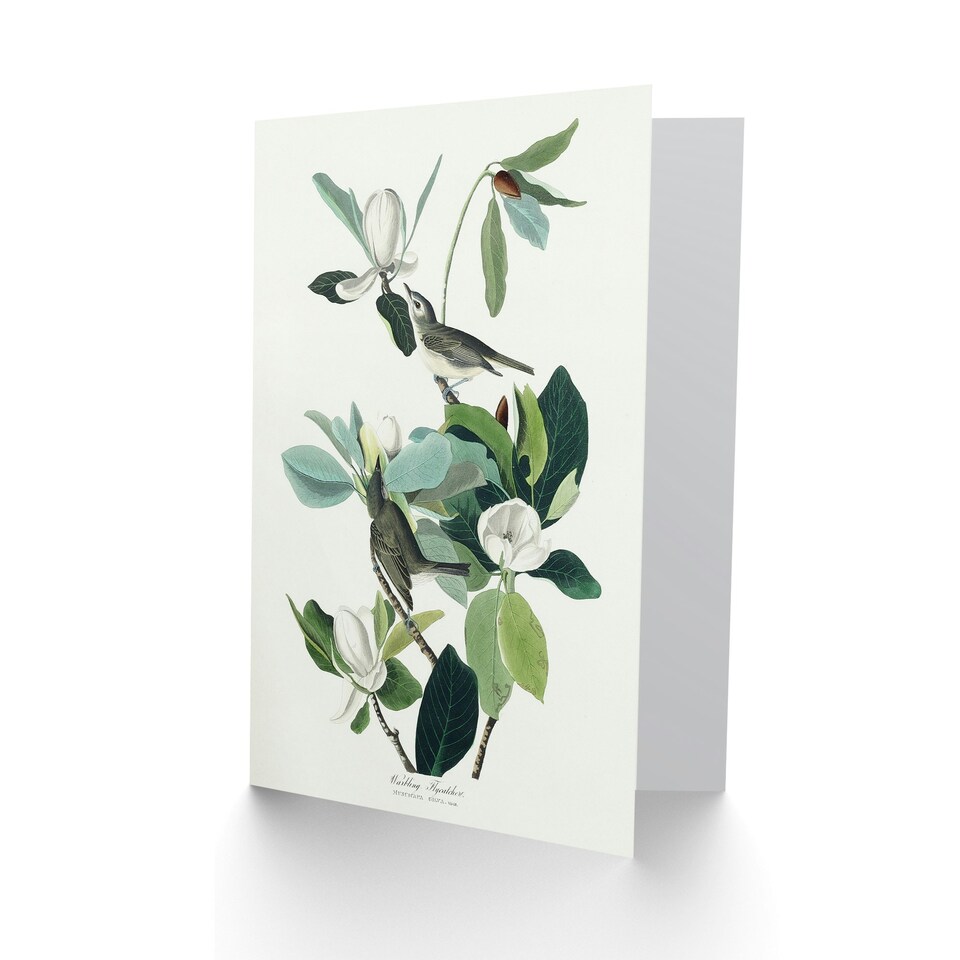 image 1 of John James Audubon Art Card Warbling Flycatcher and Magnolia Flowers