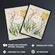 image 2 of New Zealand Snow Groundsel Flowers Featon Huge Wall Art Print 18X24 In