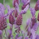 image 2 of Lavender Stoechas Papillon 1 Litre Potted Plant x 1