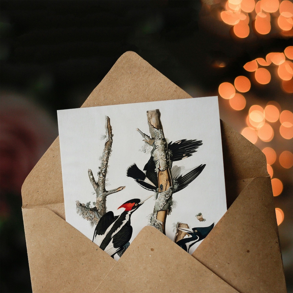 image 1 of John James Audubon Art Card Ivory Billed Woodpecker