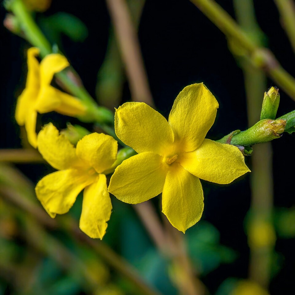 image 1 of Jasminum Nudiflorum