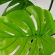 image 7 of Artificial Monstera Plant Twisted Cheese Plant 70cm Leaf Design UK Realistic Botanik