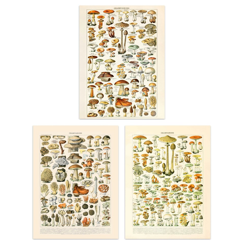 image 1 of Set of 3 Fungus Mushrooms Champignon Vintage Millot Fungi Kitchen Wall Art Print A4
