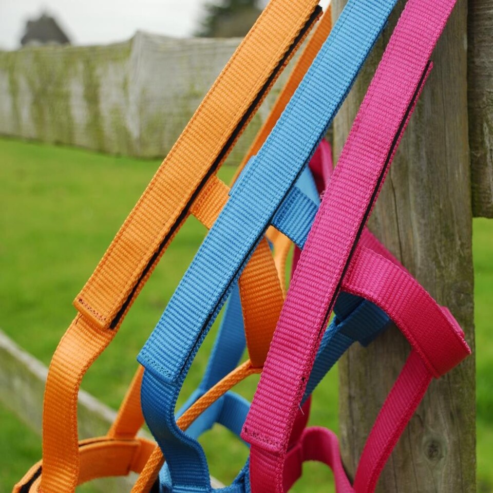 image 1 of Rhinegold Field Safe Headcollar Orange | Colour: Tangerine Orange
Size: Shetland Pony