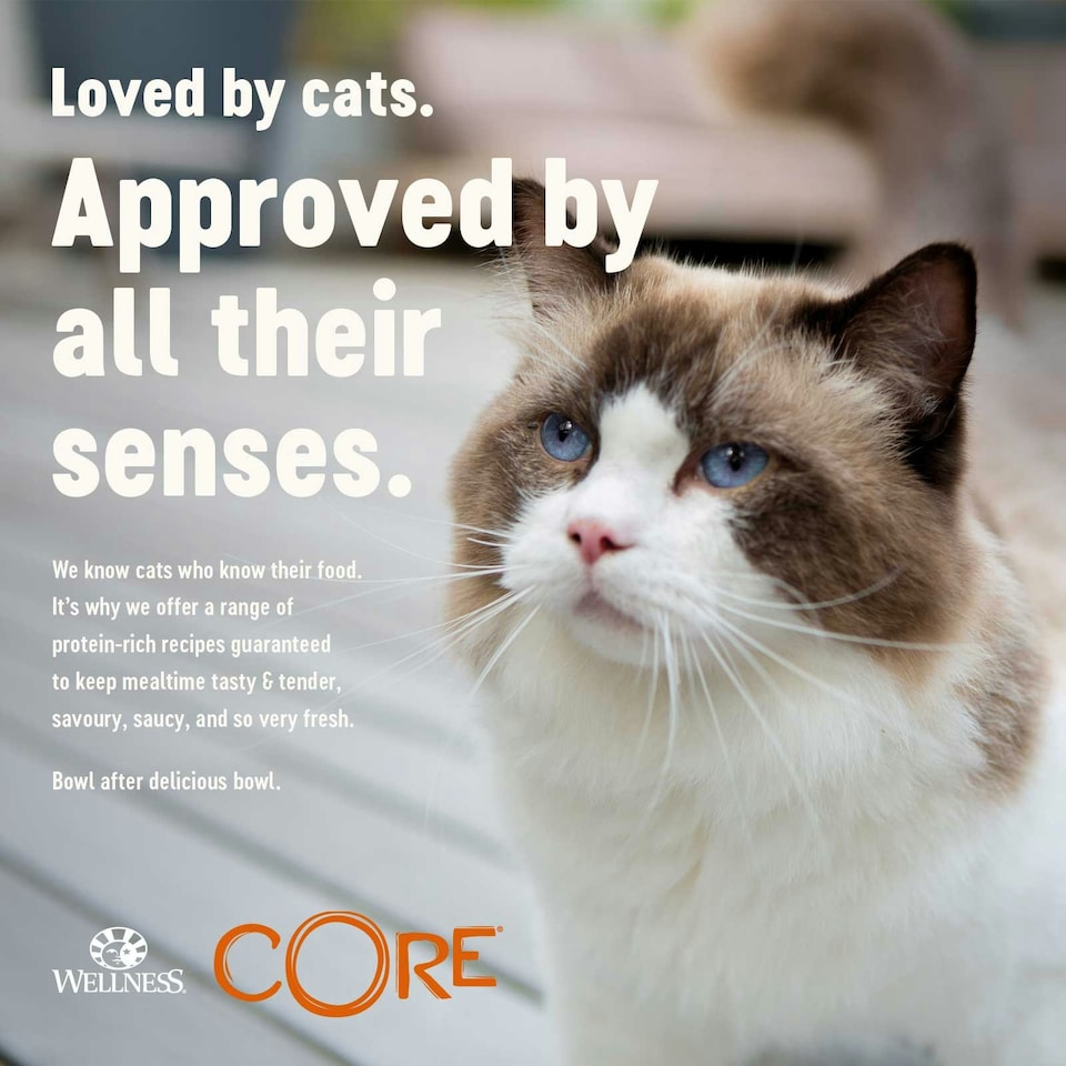 image 1 of Wellness CORE Cat Wet Adult Tender Cuts Turkey Selection Multipack 6 x 85g