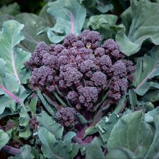 Broccoli Tyrian F1 Hybrid - Sweet Purple Stems Quick Growing High Flavour Calabrese Vegetable 1x Seed Packet