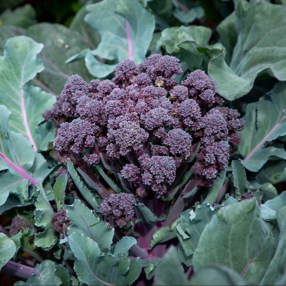 image 1 of Broccoli Tyrian F1 Hybrid - Sweet Purple Stems Quick Growing High Flavour Calabrese Vegetable 1x Seed Packet