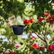 image 2 of Ratolla Round Hanging Plastic Planter - 14.2x21.7x21.7 cm | Black | Black & Set of 2 | 2