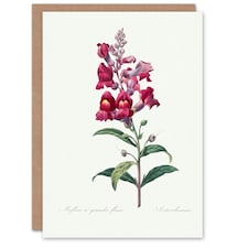 Pierre-Joseph Redouté Art Card Antirrhinum Dragon Flowers