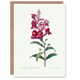 image 1 of Pierre-Joseph Redouté Art Card Antirrhinum Dragon Flowers