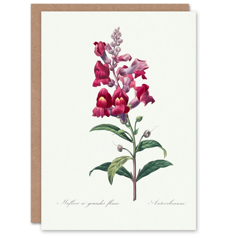 image 1 of Pierre-Joseph Redouté Art Card Antirrhinum Dragon Flowers