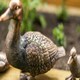 image 6 of Marco Paul Set of 4 Resin Duck Family Ornaments