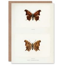 Sherman Denton Art Card Question Mark Butterfly Vintage Illustration