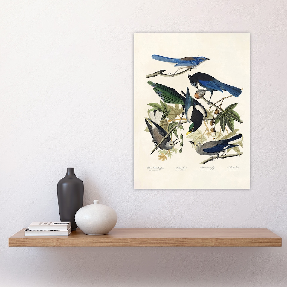 image 1 of Magpie Clarks Crow and Jays Audubon Nature Huge Wall Art Print 18X24 In