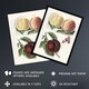 image 2 of Vintage Illustration of Peach Varieties Wright Wall Art Poster Print 12X16"
