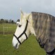 image 2 of Rhinegold Field Safe Headcollar Green | Size: X-Full
Colour: Turquoise