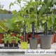 image 5 of Tomato Indoor Collection - Ailsa Craig, Big Daddy & Gardeners' Delight 3 x 9cm
