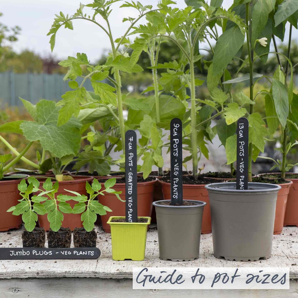 image 1 of Tomato Indoor Collection - Ailsa Craig, Big Daddy & Gardeners' Delight 3 x 9cm