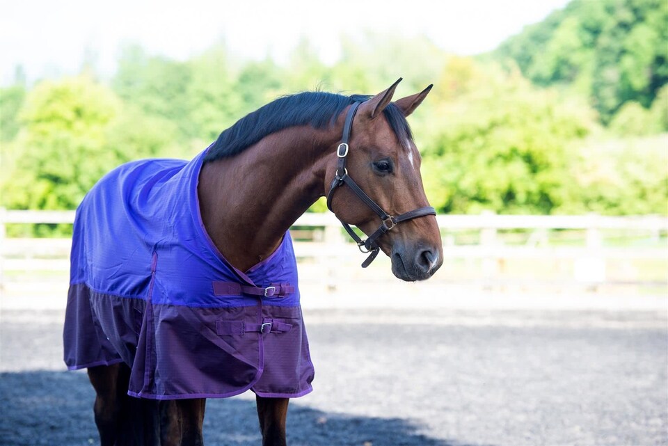 image 1 of eQuitack 600D Waterproof Horse Turnout Rug 100g Fill Standard Neck Purple/Plum 6'9''