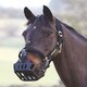 image 2 of Shires Greenguard Headcollar Black | Size: Cob
Colour: Black