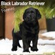 image 1 of Black Labrador Puppies 2026 Calendar | Square Wall Calendar | Dog Breed Gift | Plastic Free Packaging | by Avonside Publishing