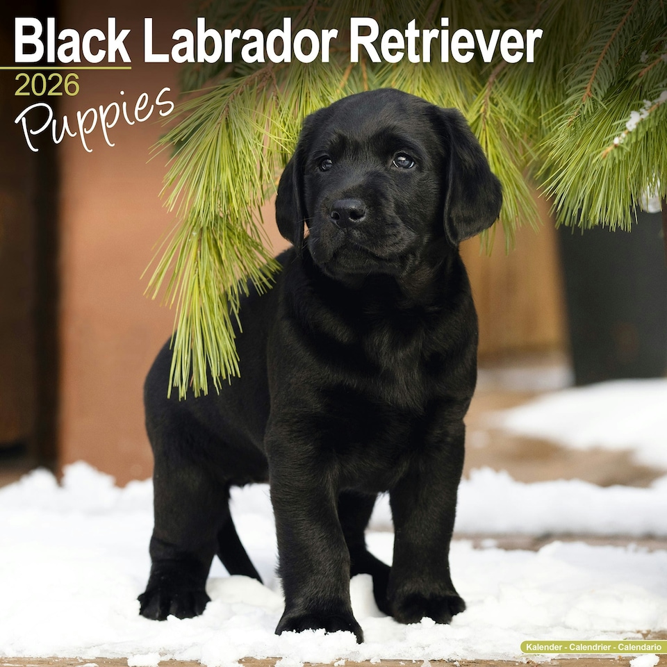 image 1 of Black Labrador Puppies 2026 Calendar | Square Wall Calendar | Dog Breed Gift | Plastic Free Packaging | by Avonside Publishing