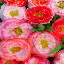 Poppy Falling in Love Seeds - Hardy Annual - Red Pink White - Easy Grow - Pollinator Friendly