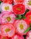 image 1 of Poppy Falling in Love Seeds - Hardy Annual - Red Pink White - Easy Grow - Pollinator Friendly