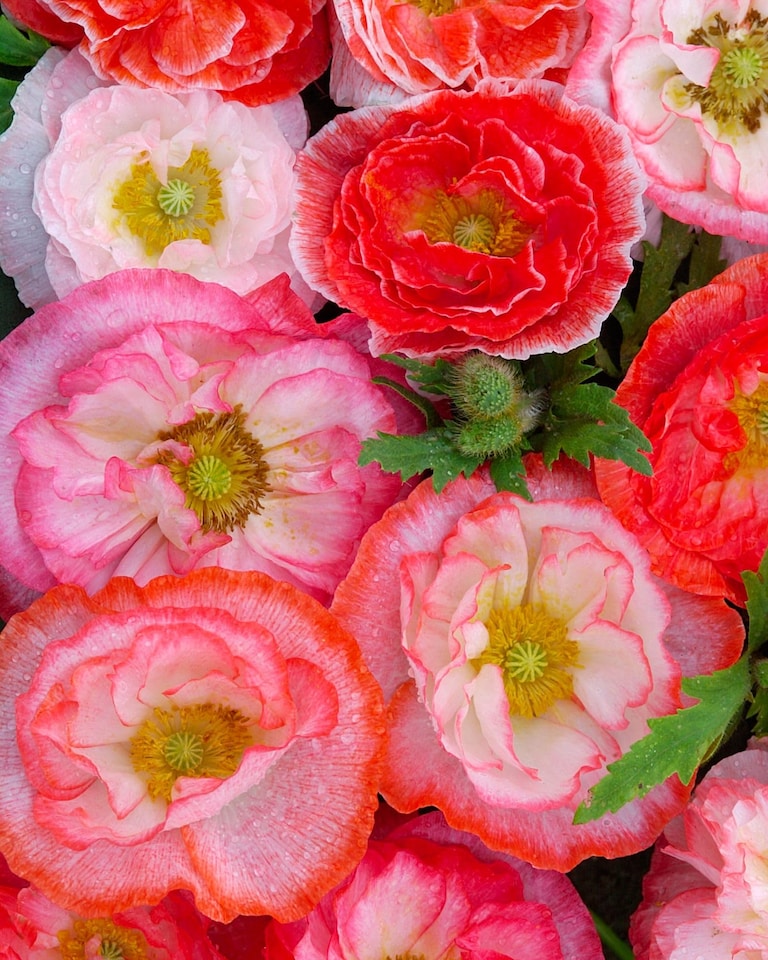 image 1 of Poppy Falling in Love Seeds - Hardy Annual - Red Pink White - Easy Grow - Pollinator Friendly