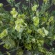 image 3 of Wisteria Stem Artificial Plant - Fabric/Plastic - L27 x W27 x H113 cm