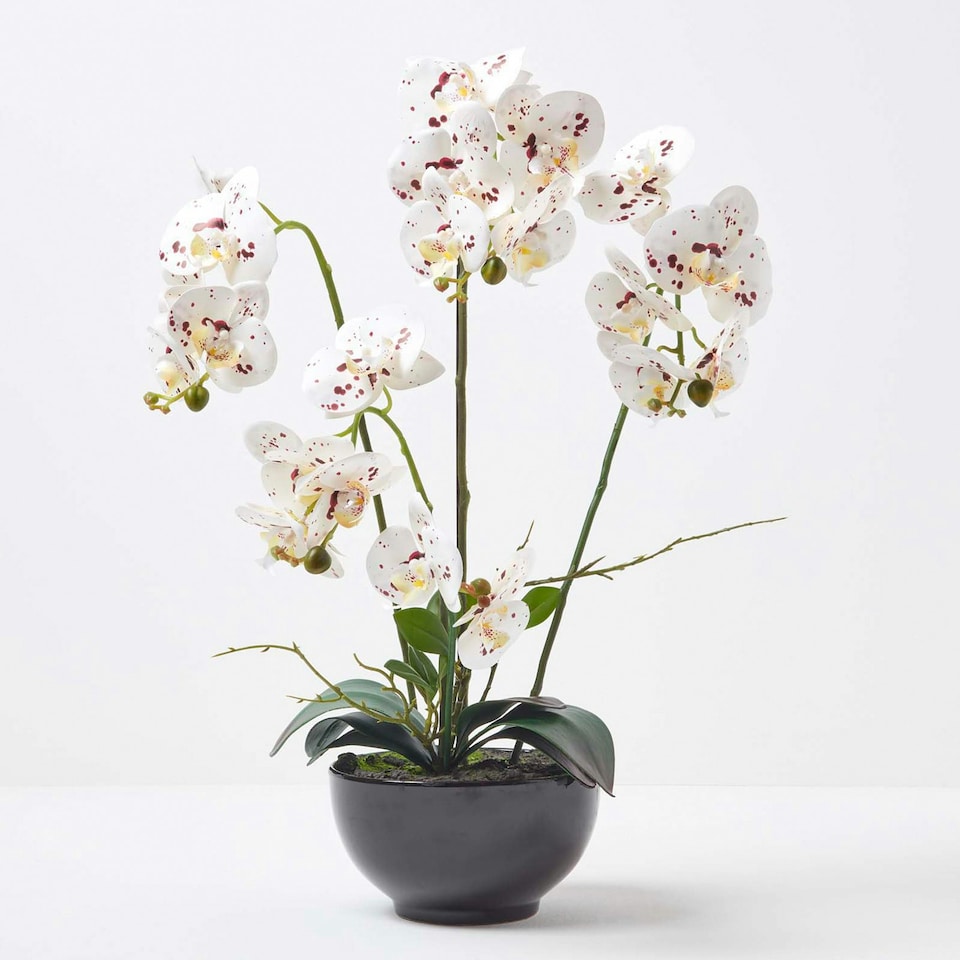 image 1 of Homescapes White Orchid 62 cm Phalaenopsis in Ceramic Pot Extra Large, 5 Stems
