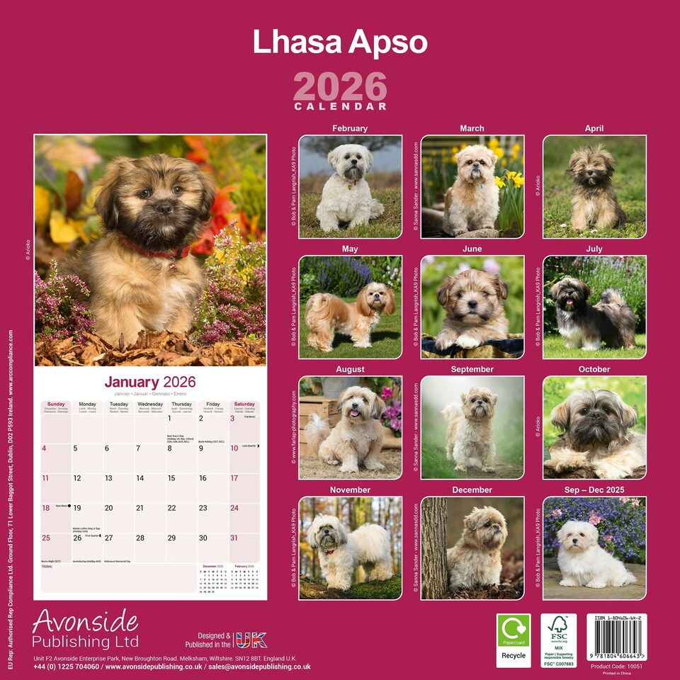 image 1 of Lhasa Apso 2026 Calendar | Square Wall Calendar | Dog Breed Gift | Plastic Free Packaging | by Avonside Publishing