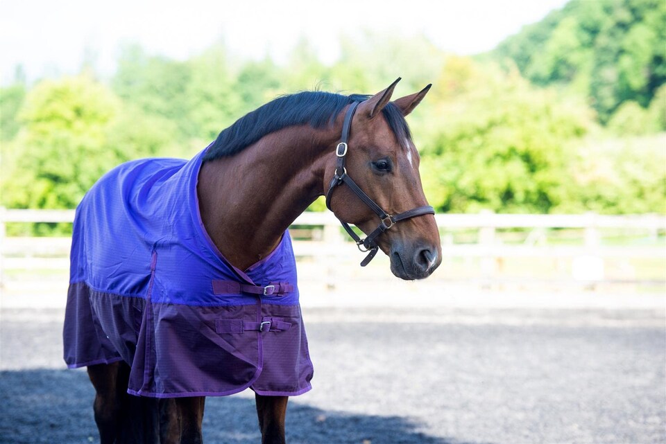 image 1 of eQuitack 600D Waterproof Horse Turnout Rug 0g No Fill Regular Neck Purple/Plum 6'9''