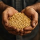 image 4 of Organic Oat Groats 1kg (Sussex Wholefoods) | Multi