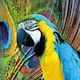 image 2 of Multicoloured Macaw 1000 Piece Jigsaw Puzzle