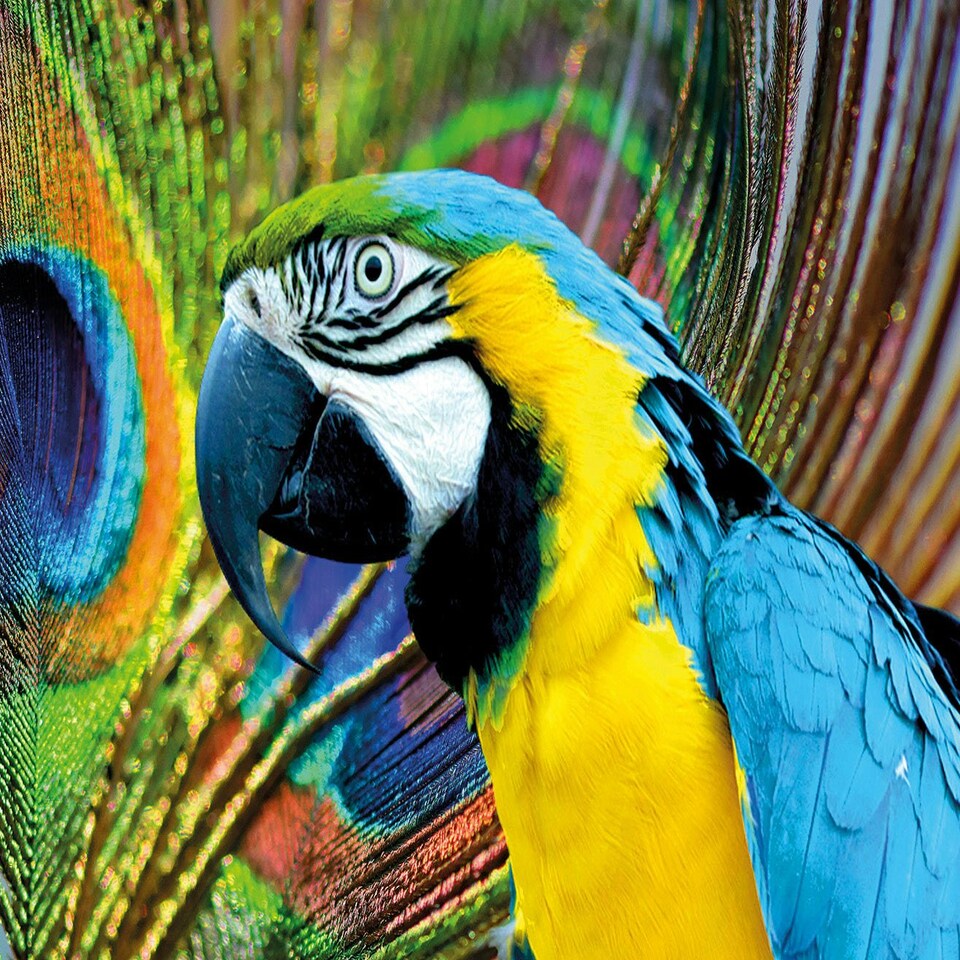 image 1 of Multicoloured Macaw 1000 Piece Jigsaw Puzzle