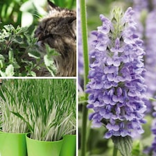 Cat Plant Seed Collection 3 Seed Packets