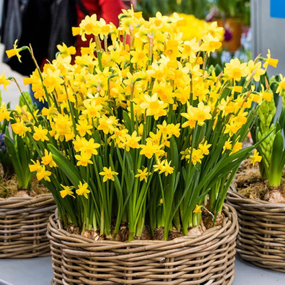 image 1 of YouGarden Narcissus 'Tete a Tete' Daffodil Bulbs, 200 x Bulbs, Ready to Plant for Early Spring Daffodil Flowers