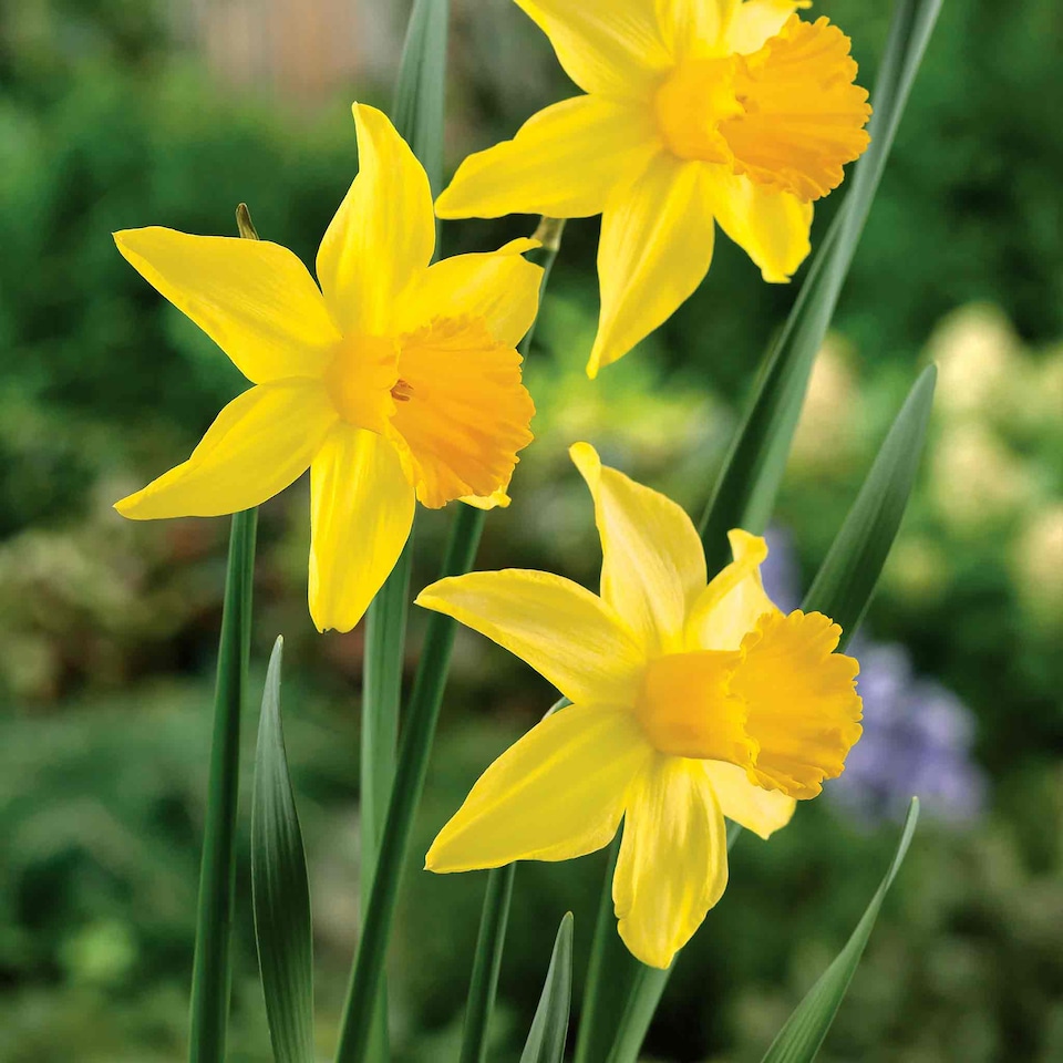 image 1 of Marshalls Garden Daffodil Bulbs 'February Gold' - 10 Bulbs