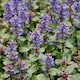 image 5 of Carbeth Plants Perennial Favourites Mixed - 1 x Jumbo 6 Pack Bedding Plants - Garden Ready