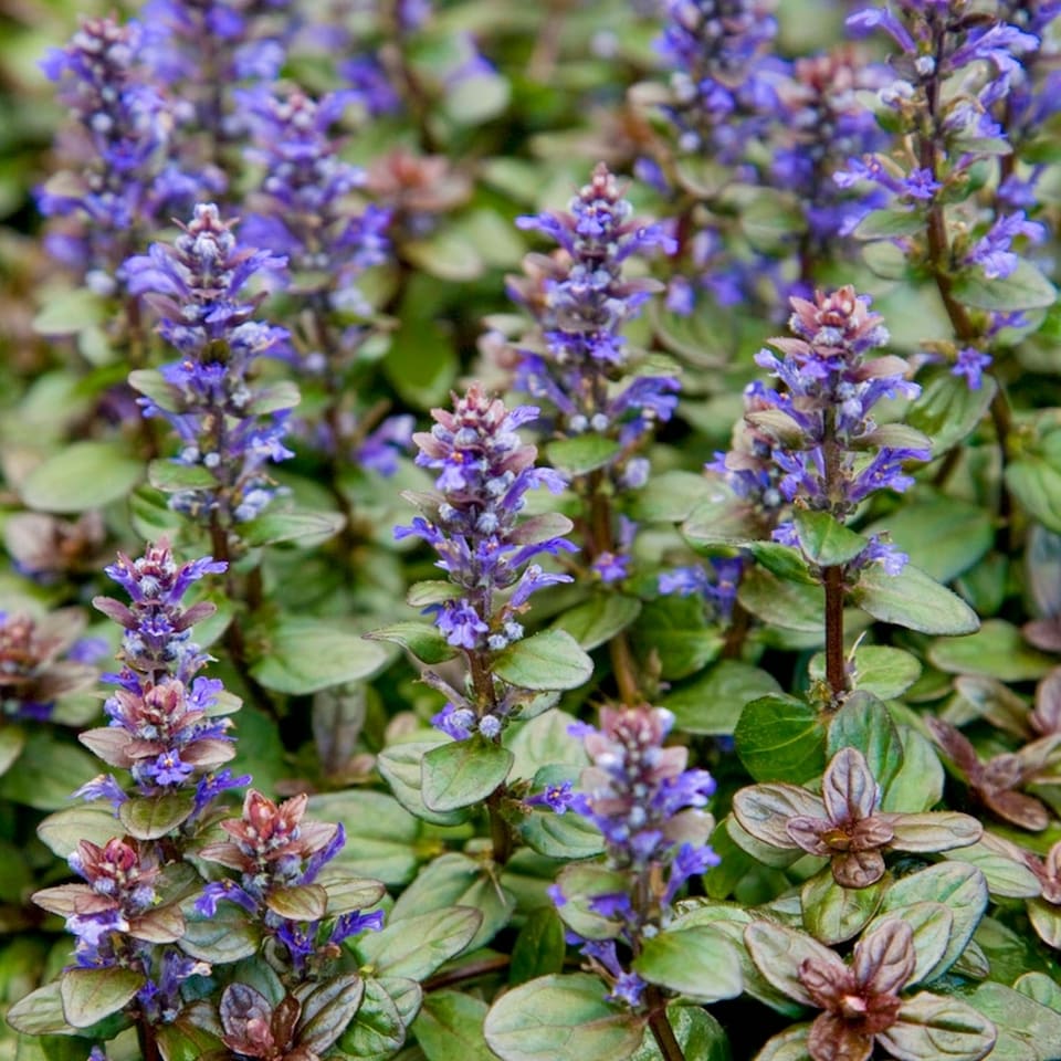 image 1 of Carbeth Plants Perennial Favourites Mixed - 1 x Jumbo 6 Pack Bedding Plants - Garden Ready