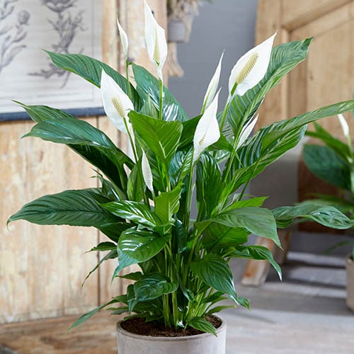 Spathiphyllum Peace Lily Indoor Plants 'Sweet Silver' in a 14 cm Pot - House Plants for Purifying Air - Air Purifying Plants Indoor Plant