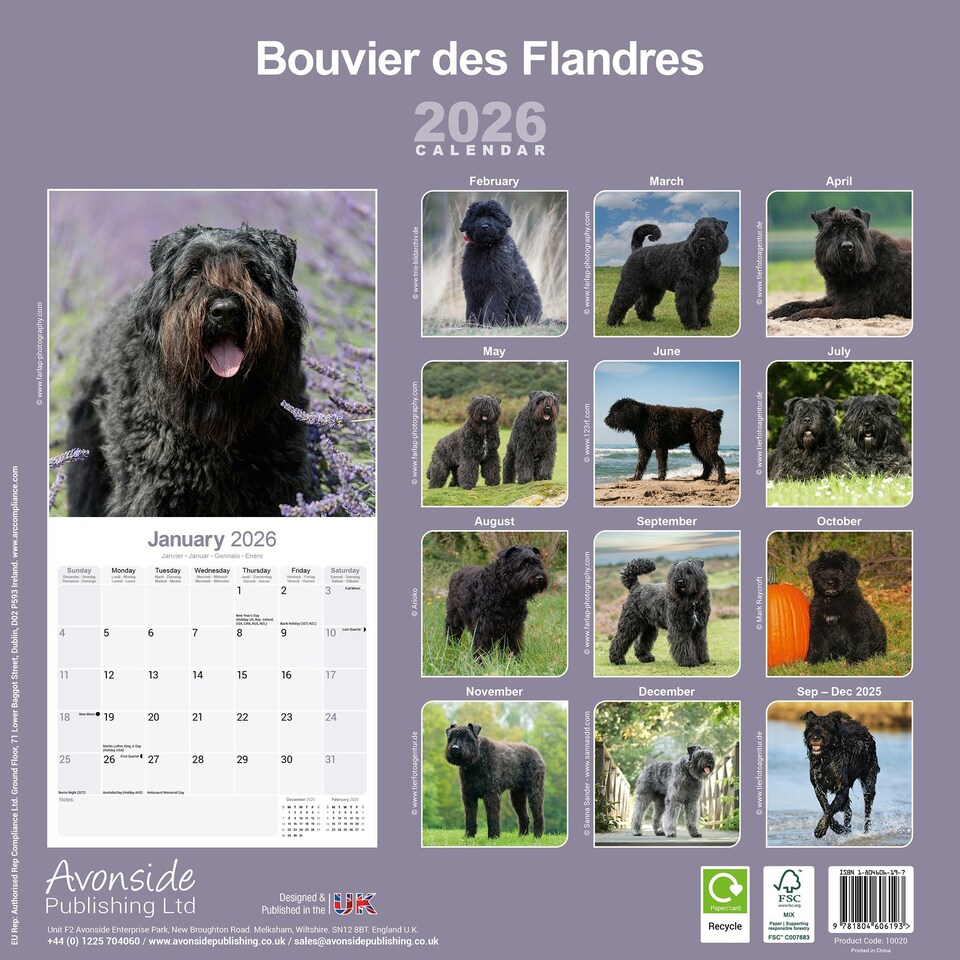 image 1 of Bouvier des Flandres 2026 Calendar | Square Wall Calendar | Dog Breed Gift | Plastic Free Packaging | by Avonside Publishing