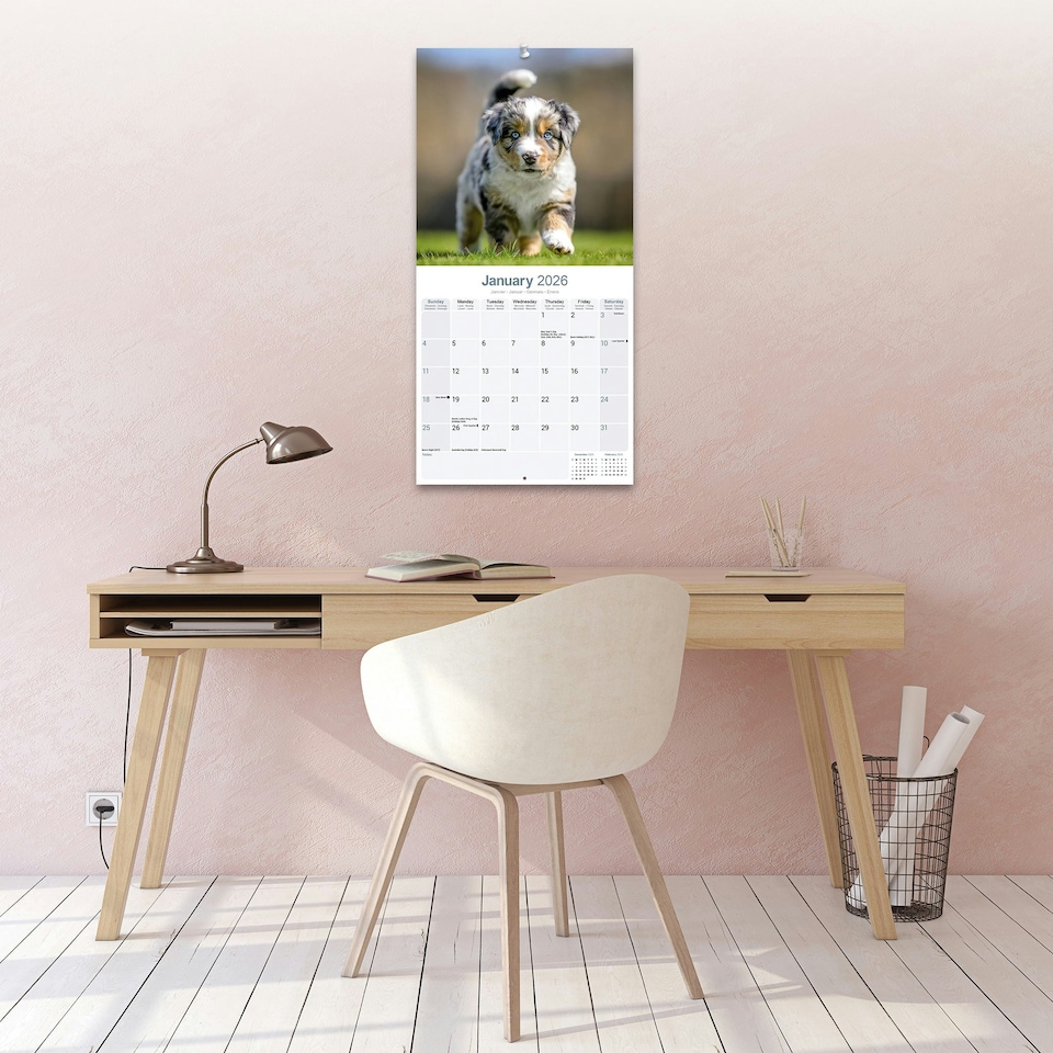 image 1 of Australian Shepherd 2026 Calendar | Square Wall Calendar | Dog Breed Gift | Plastic Free Packaging | by Avonside Publishing