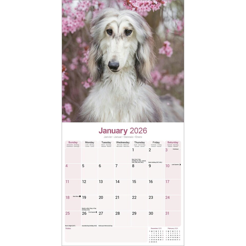 image 1 of Afghan 2026 Calendar | Square Wall Calendar | Dog Breed Gift | Plastic Free Packaging | by Avonside Publishing