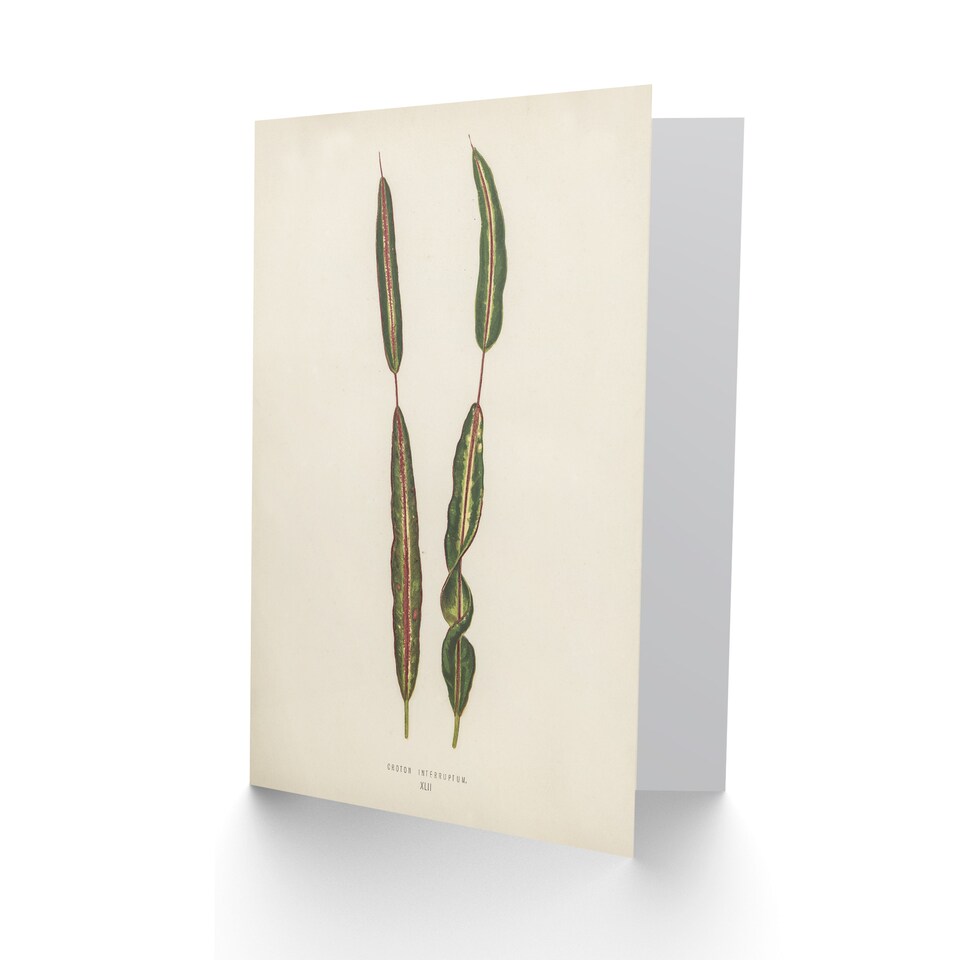 image 1 of Fawcett Art Card Vintage Botanical Croton Interruptum Leaf