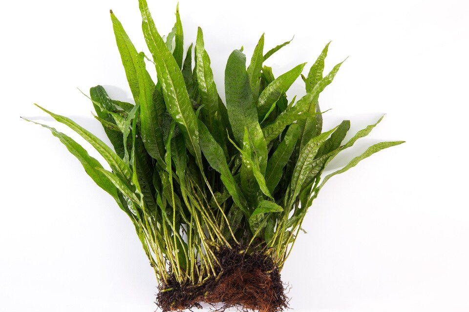 image 1 of Java Fern (Microsorum pteropus) - Live Aquarium Plant for Midground Planting, Low Light, No CO2 Needed - Fish Tank Plant