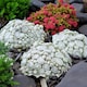 image 1 of Carbeth Plants 3 x Sempervivum Arctic White - Drought Tolerant & Easy Care Succulent