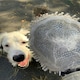 image 1 of Dirty Dog Grooming Mitt Single Dries Your Dog N/A